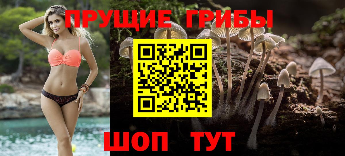 Сорочинск  хочу   Вход с VPN  Псилоцибиновые грибы GOLDEN TEACHER 